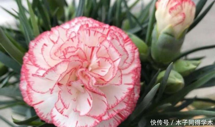 吊兰|4种花养家里,沾土就活,开花又大又艳,比牡丹美