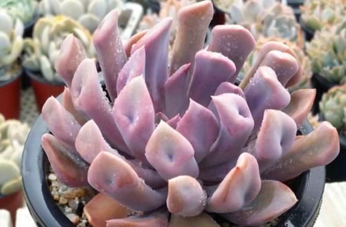 以爱神丘比特为名的多肉，不仅非常好养，养好了叶片还会变成心形