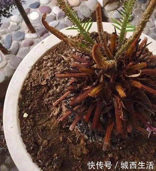 啤酒水|夏天浇花要注意,3种水扔了也别浇花,不然黄叶烂根,难过夏