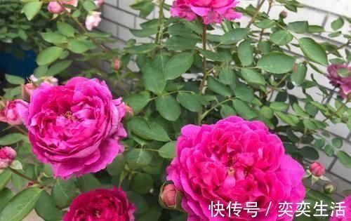 什么松针土、腐叶土都不如这种土，土壤疏松又肥沃，养啥都爆盆