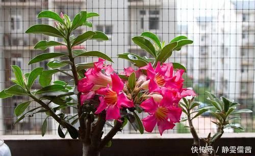 天宝花|比仙人掌还耐活的花,几乎全年不用浇水,花色艳丽,花期长8个月