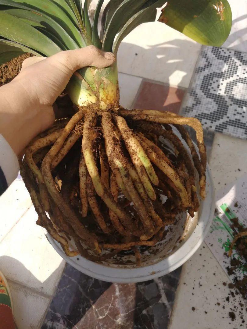 蟹爪兰|长寿花换盆，切忌越换越大，一直用小盆养才好！