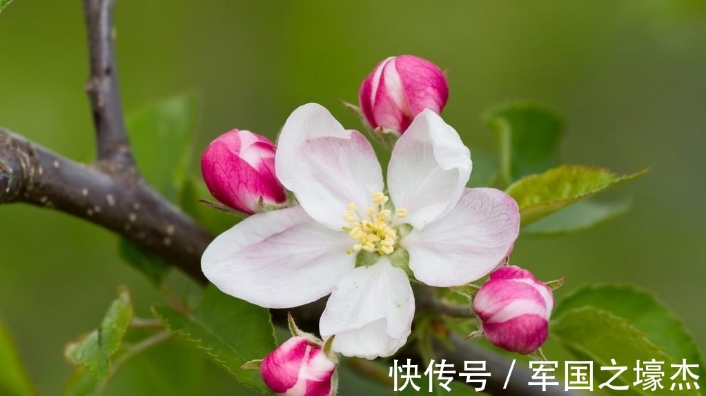 桃花|未来一周，花好月圆，这4星座桃花傍身，爱神送缘，将坠入爱河