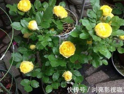 花蕾|养月季和蔷薇如何培养高颜值注意3个问题,个个满树繁花