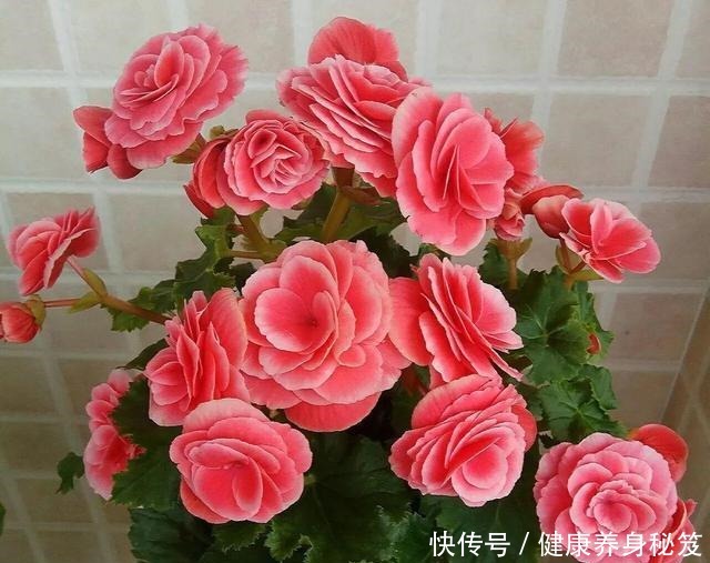 3种“酸水”养花必备,一月浇一次,绿的像刷漆,大花开不断!