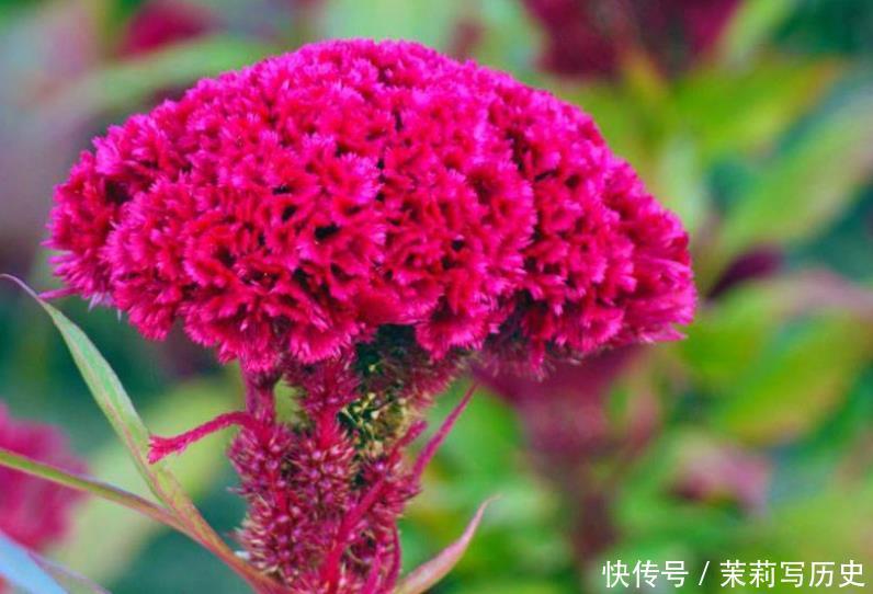 4种花“很爱开花”,一养就“花开满盆”,给点水就疯长