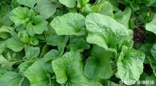 野菜|农村这三种野菜,清肺止咳,预防癌症,利尿除湿,你吃过吗?