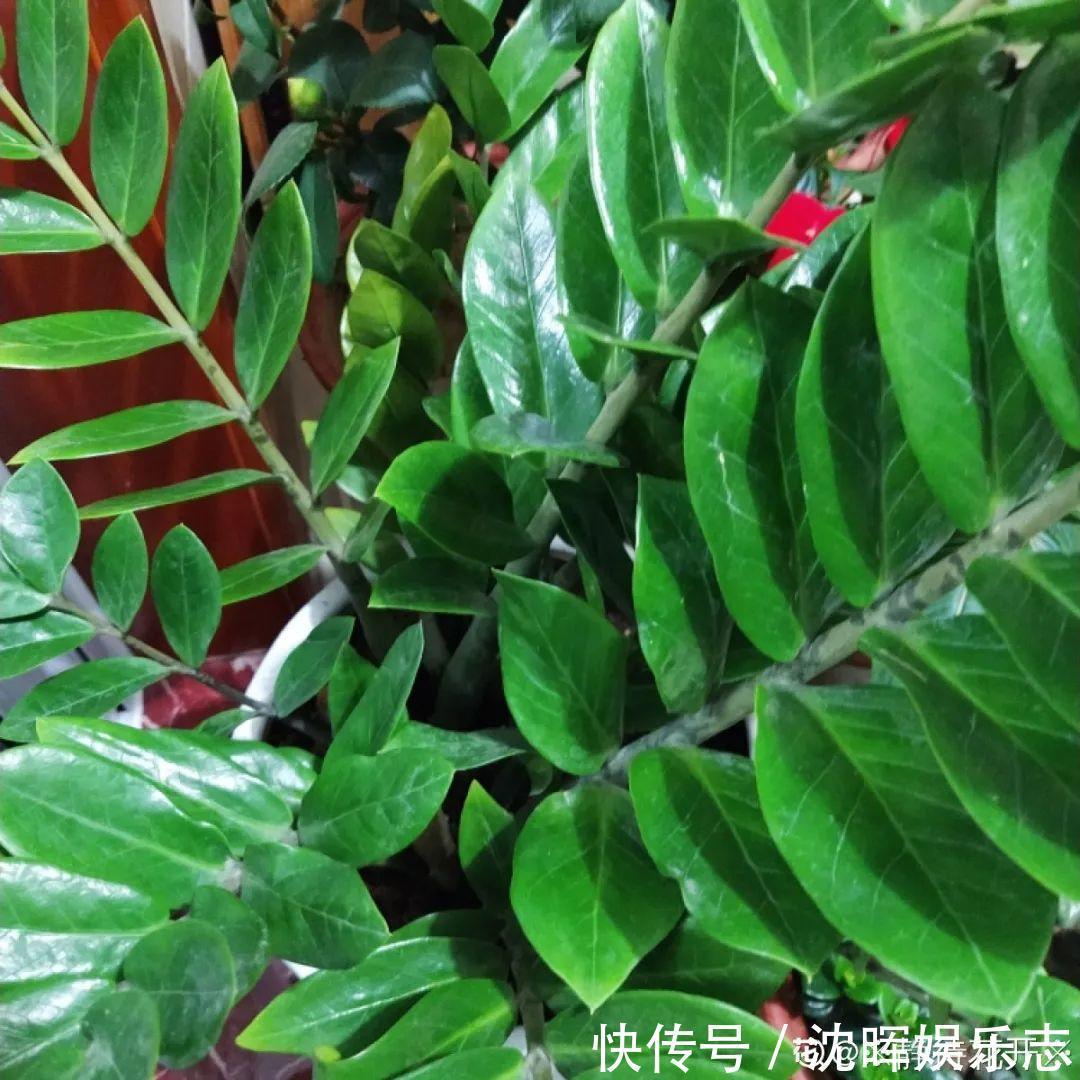 非洲堇|这花送人,只用送一片叶子,插土就活不心疼!