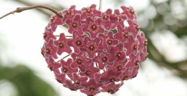 大丽花|五种花开花就变成“球”,好看好养还不挑地方,家里养一盆正合适