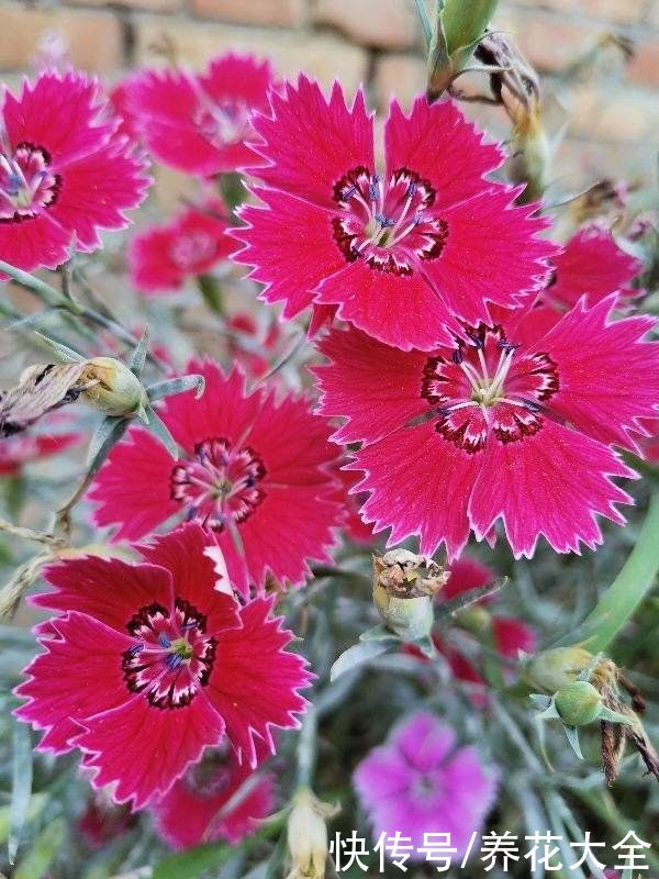 院子里撒一把种子，只需种一年，以后年年开花