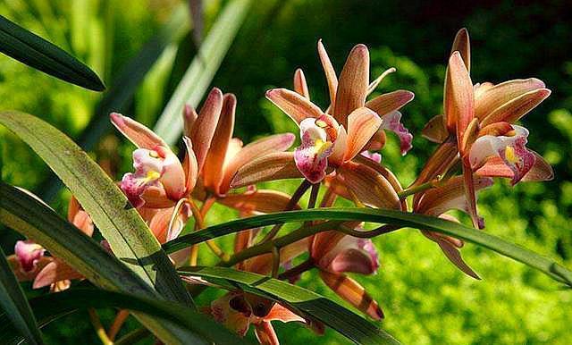 兰花|养兰花出现问题,做好一个“小动作”,兰花恢复快,才能开花多