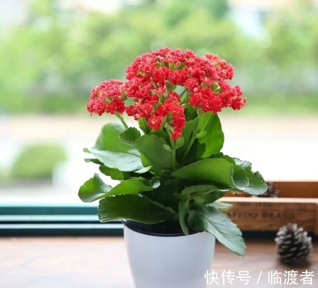九月底，赶紧这样管理长寿花，否则今年可能不开花