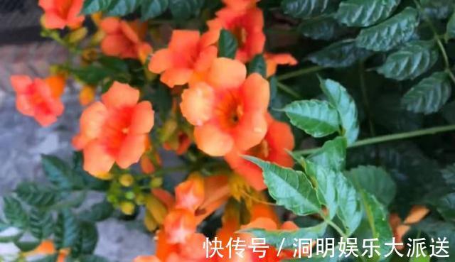 漂亮|漂亮的“凌霄花”，掐一段小枝条，埋土里就活，太好养了！