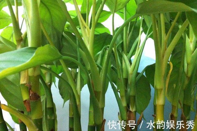 黄花茉莉|8种“小毒花”，叶子毒性大，家里若养着，光看别动它