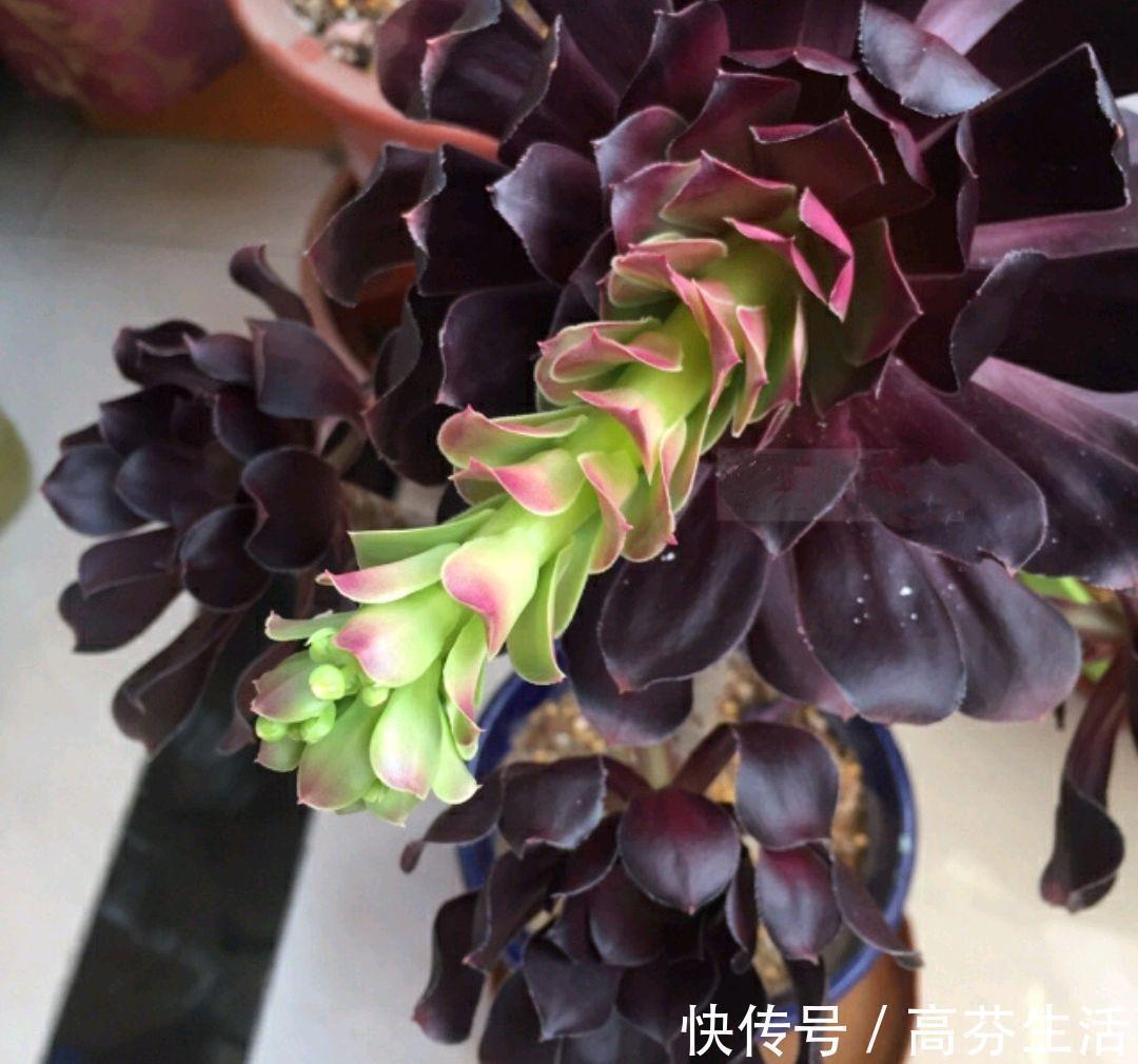 观音莲|开花会死的多肉名单,你家要有养,看见花箭就“给一刀”