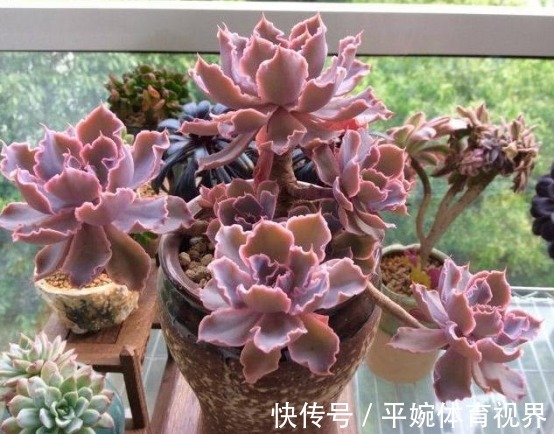 怎么养好多肉植物晚霞之舞?遵循此5点