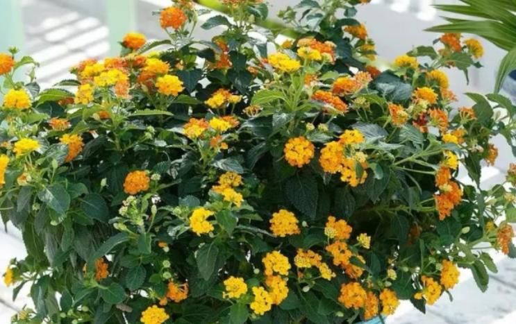 新人盆栽五色梅，轻松树立养花自信，管理还不容易出问题