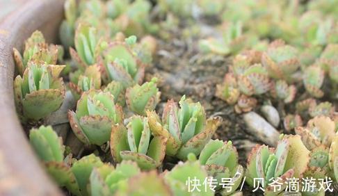 这5种花,家里不要随便养,小心泛滥成灾