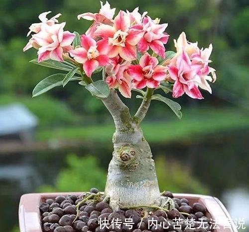 沙漠玫瑰沙漠玫瑰|3种懒人花，虽其貌不扬，但养起来真省心，少浇水挤一挤长得旺！