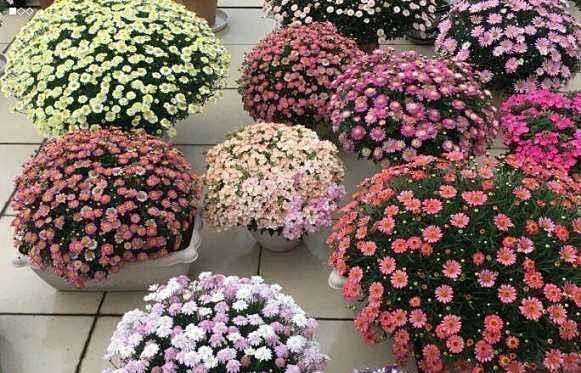 “飞速”生长的5种花,适合“急性子”,半年打造阳台花园