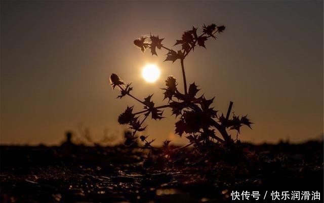  零食|1种零食堪称天然“降钙素”，你若常吃，或助骨密度提升，不腿疼