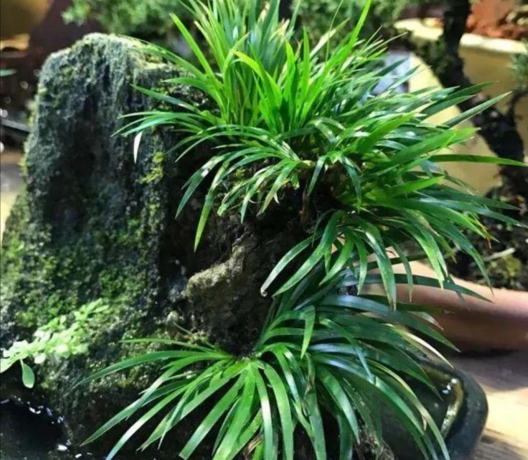 山上3种“植物”,做成小盆景,趣味盎然,观赏性强