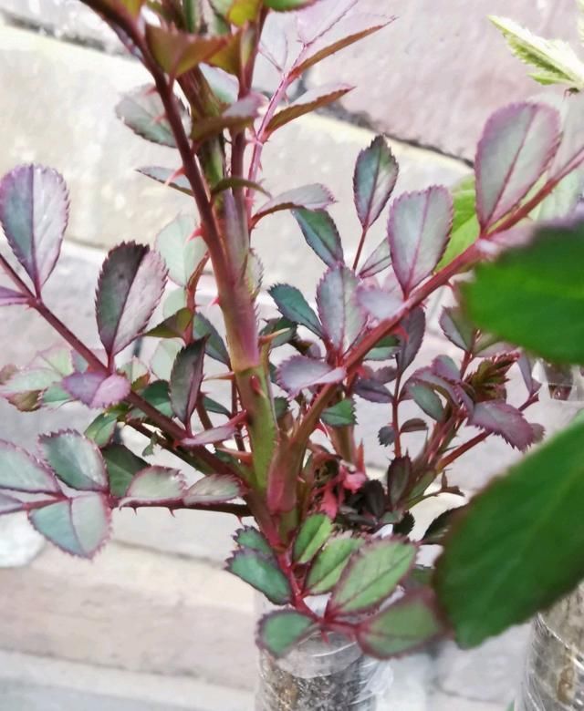 蔷薇杆子|嫁接的长出枝条了怎么办不断打顶促枝,枝多月季开花易爆盆