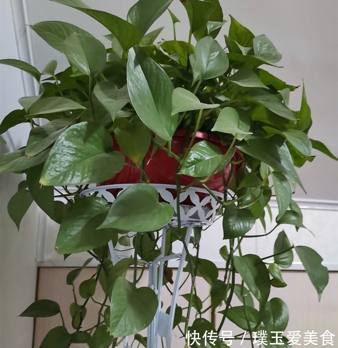 花盆|用2种水浇绿萝,植株枝叶疯长,一个月爆满花盆
