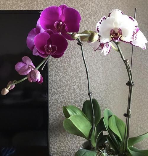 刚买回家的蝴蝶兰,教你几招,就可以轻松根旺、叶绿、开花多