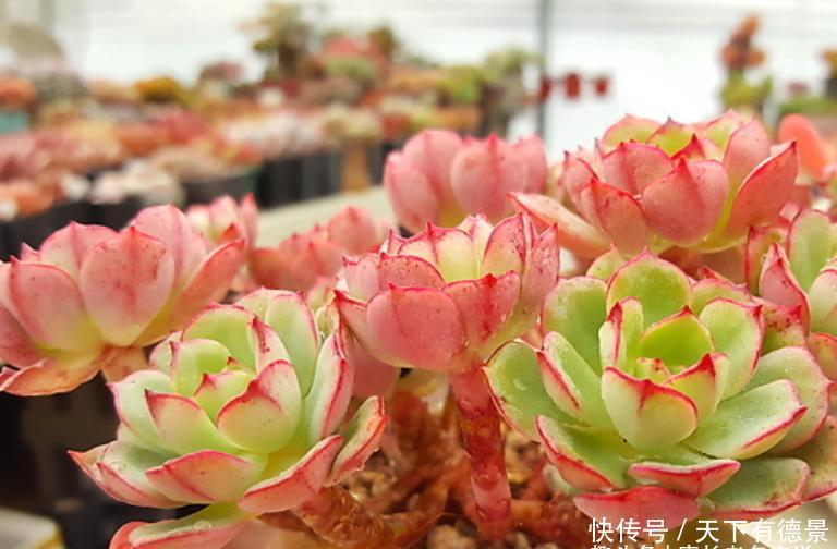多肉红化妆|多肉红化妆和薄化妆根本不是同一种多肉，它们只是名称相似而已