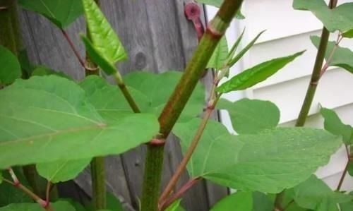 英国专家纳闷:这种植物我们花几十亿治理,为何中国却拿来赚钱?