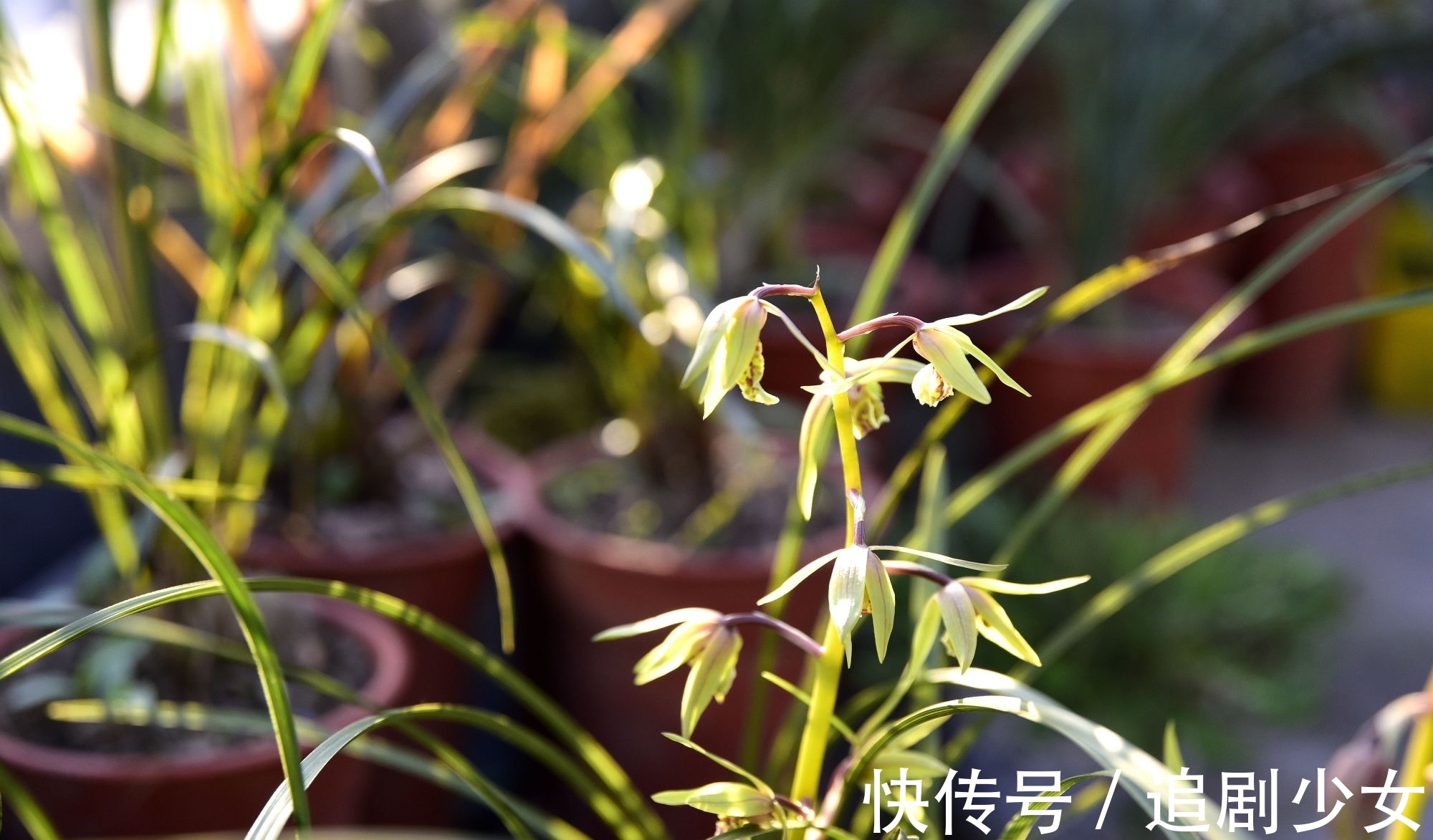 蕙兰养不好?只要注意以下几点,就能养好蕙兰