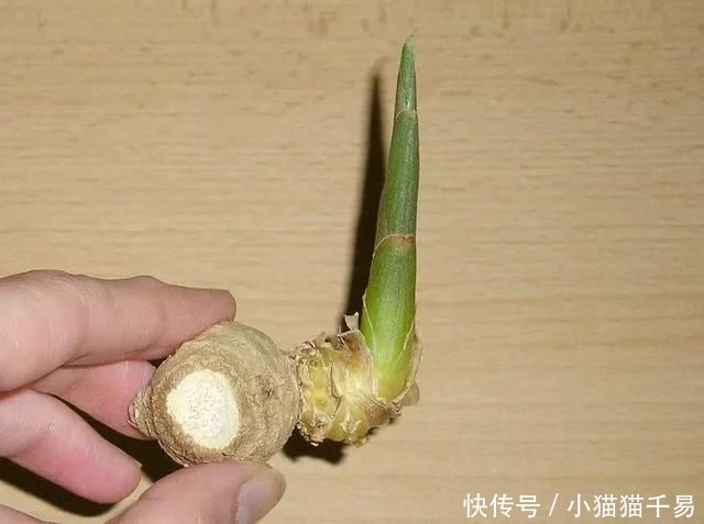 土豆|生姜、土豆吃不完,就扔“花盆里”,长成漂亮盆栽,结出丰硕果实