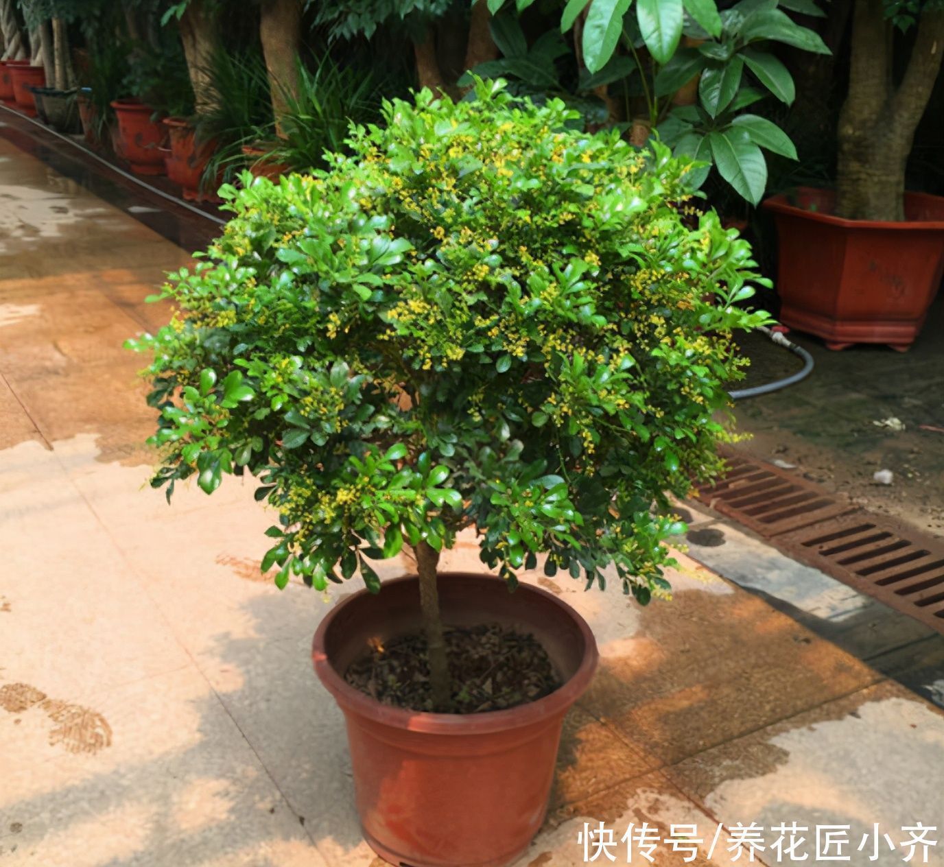 叶片|养这7种花，“醋”要经常浇，每月浇一碗，叶子绿油油