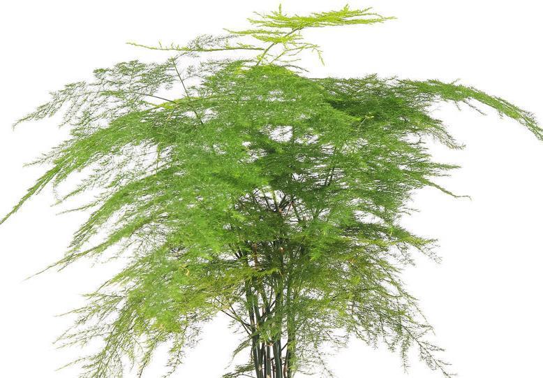 土壤|文竹这样养,人人见了问怎么养的,今天就告诉你