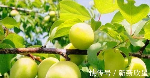 食物|女性要坚持吃3种食物，排毒养颜，延缓衰老，有益身体健康