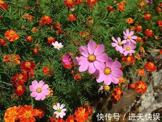 太阳花根茎软倒伏不开花,抓紧时间“剃光头”,夏末还能开一茬