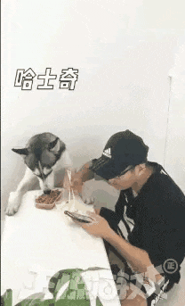 早餐|搞笑GIF:麻麻非让我吃早餐。。。