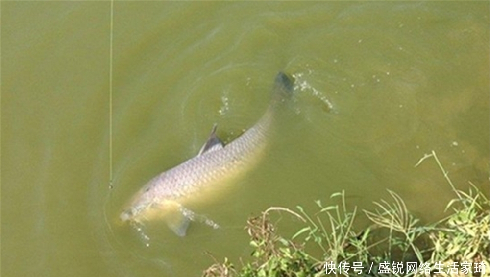 野钓大鱼，子线长度多少合适？长度不同，影响了你的中鱼率！