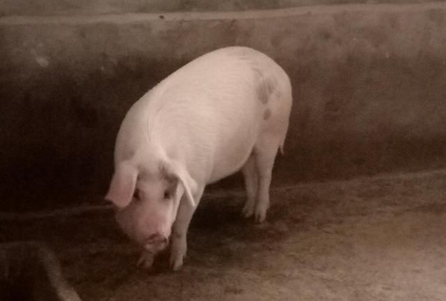 杨复$4首有趣幽默的古诗词,奇思妙想带来文采飞扬,千年后令人惊叹