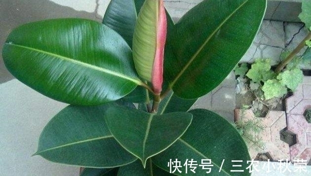 橡皮树扦插繁殖正当时! 一张叶、一截枝, 长成一棵树!