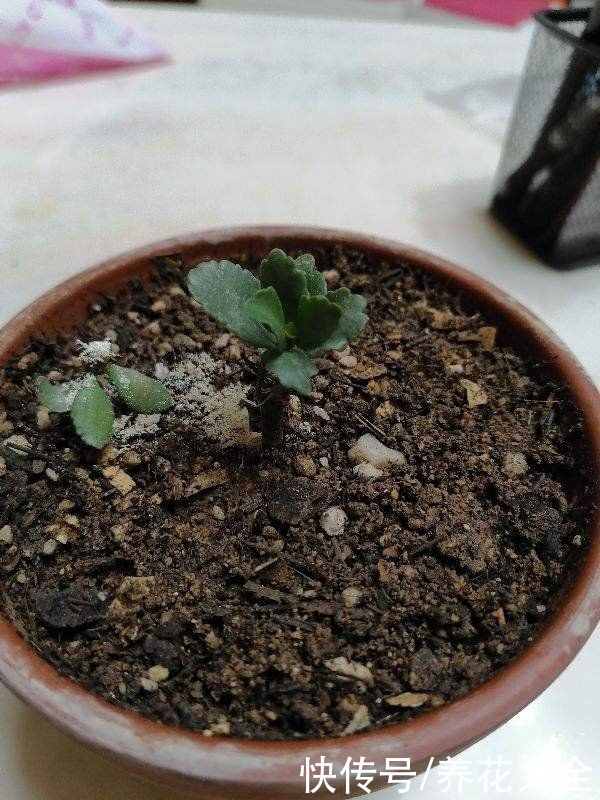 换下来的旧土别扔掉,拌上多菌灵灭菌,还能继续养花