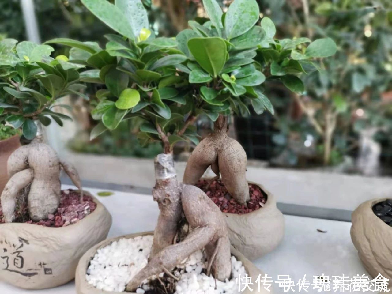 特别适合养成盆景的人参榕,那块状根太“奇葩”,原来是嫁接的
