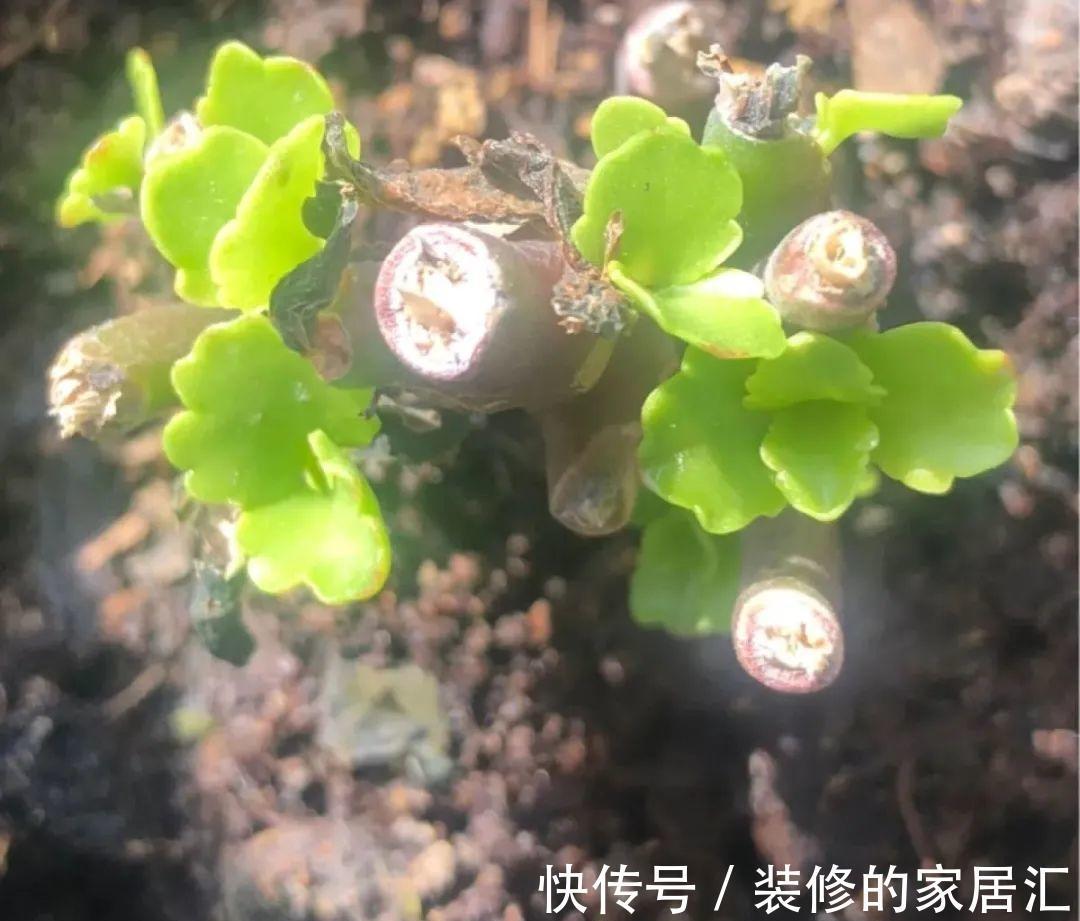枝条|6种花别养老桩,越老越不开花,赶紧扦插备份