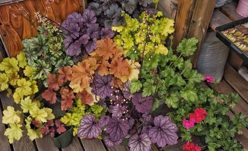 6种耐阴花，好养又好看，弱光照样长势好，室内生机勃勃！