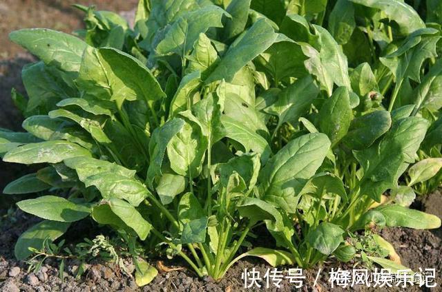 春天买菠菜,注意区分“红根”和“白根”,营养差别大,别买错了