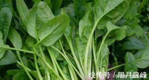 金铃子金铃子|会吃的人最健康,不妨多吃的食物,护肝明目,活血补血