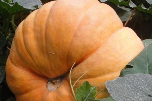 食物|煮粥时,不要加以下4种食物,医生不仅没营养,还危害健康