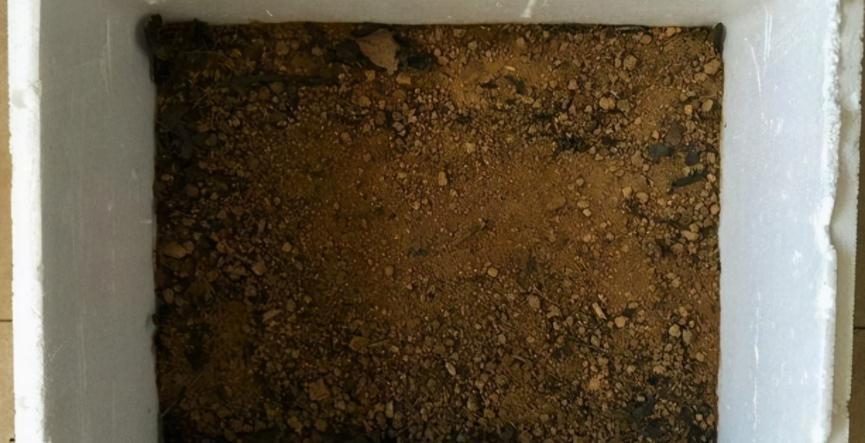 养多肉,用泡沫箱扦插育苗、做拼盘,该注意什么?