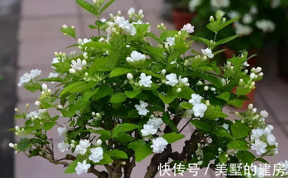 茉莉花|3种漂亮花，人养花，花也养人，老中医都爱养，值得拥有